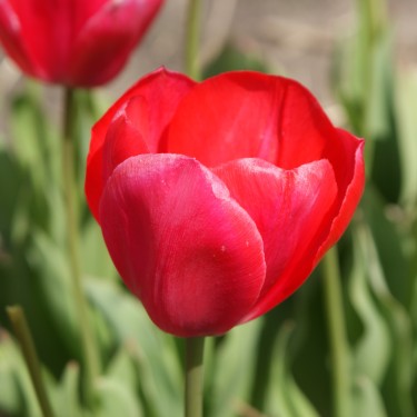 Tulipa 'Danton'
