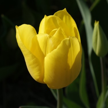 Tulipa 'Levant'