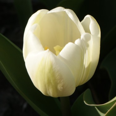 Tulipa 'Wildhof'