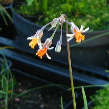 Tulbaghia montana