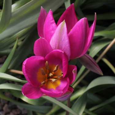 Tulipa humilis 'China Coral'
