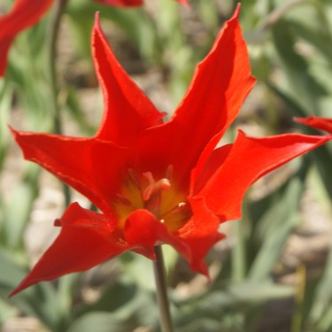Tulipa 'Stanislaus'