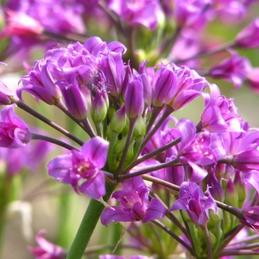 Allium acuminatum
