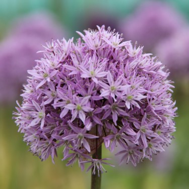 Allium 'Marshmellow'