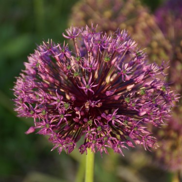 Allium sarawschanicum 'Chinoro'