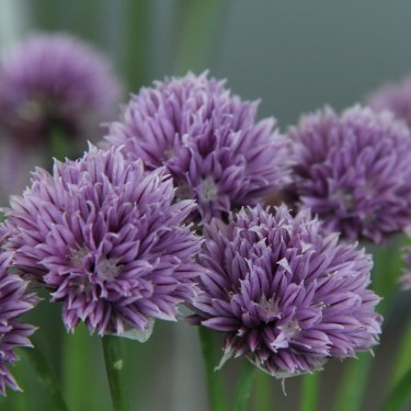 Allium schoenoprasum 