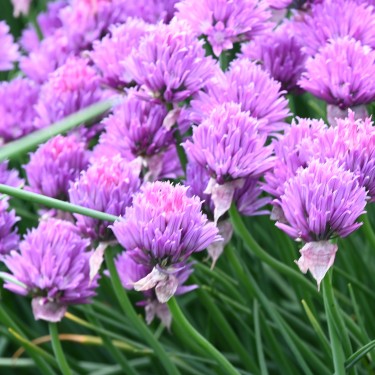 Allium schoenoprasum 'Glowing Amethyst'