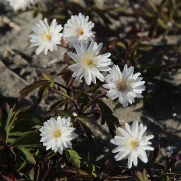 Anemone nemorosa 'Tinney's Blush'