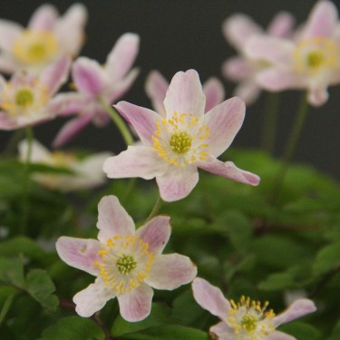 Anemone nemorosa 'Wyatt's Pink'