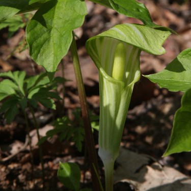 Arisaema robustum