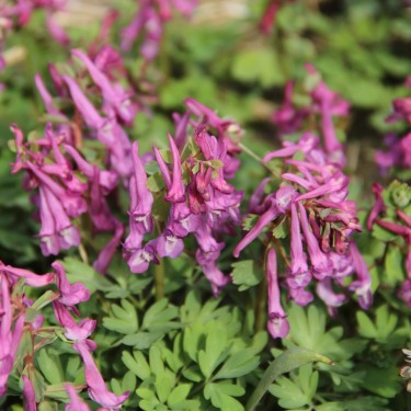 Corydalis solida subsp. solida 'Harkov'