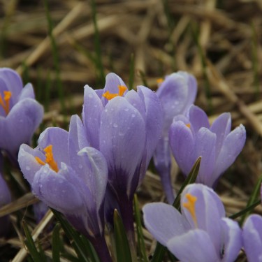 Crocus vernus 'Little Dorrit'