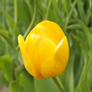 Tulipa 'Shanghai'