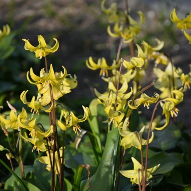 Erythronium 'Kondo'