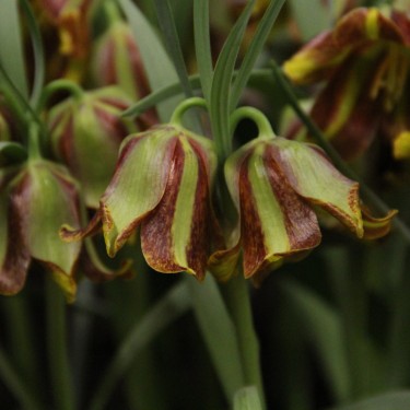 Fritillaria crassifolia subsp. crassifolia