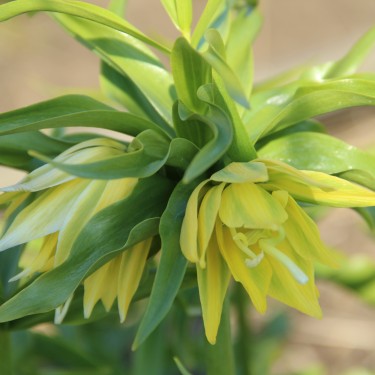 Fritillaria 'Double Gold'