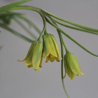 Fritillaria frankiorum