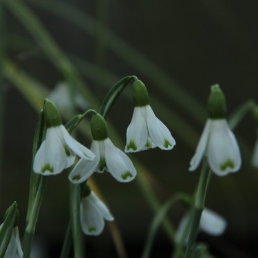 Galanthus 'Bertha'