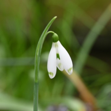 Galanthus 'Tom Watkins'