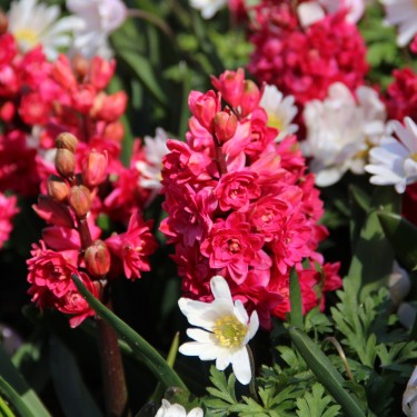 Hyacinthus orientalis 'Hollyhock'