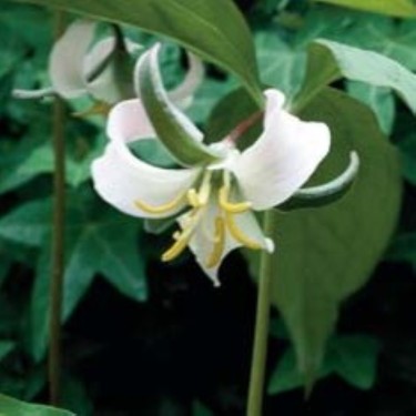 Trillium catesbaei