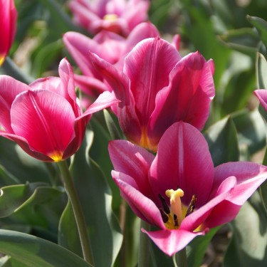Tulipa 'Eleonora'