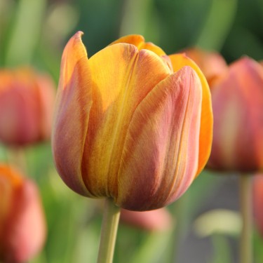 Tulipa 'Feu Ardent'