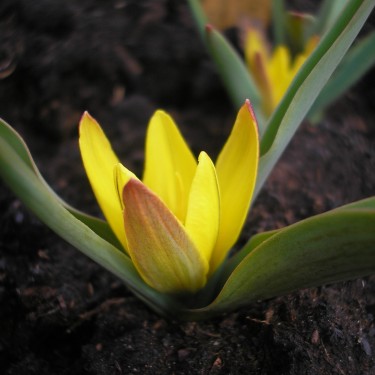 Tulipa hissarica
