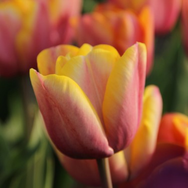 Tulipa 'Kathleen Truxton'