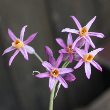 Tulbaghia 'Moya Max'