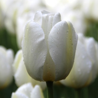 Tulipa 'Angels Wish' 