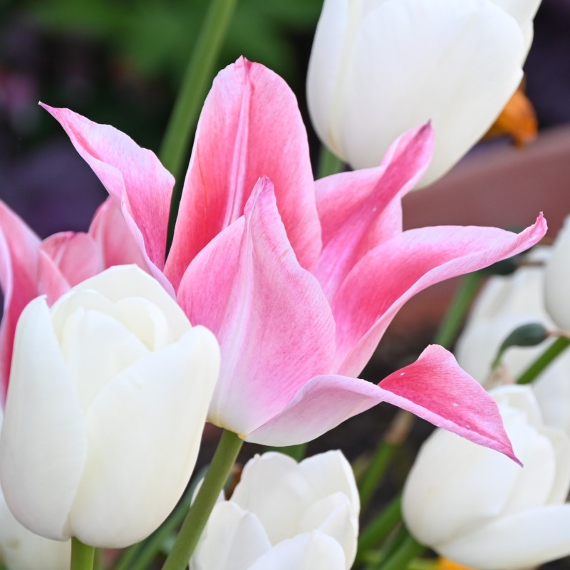 Tulipa 'Ballade Lady'