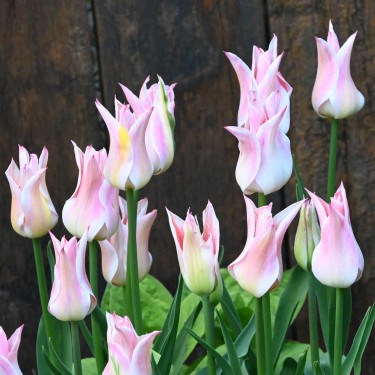 Tulipa 'Ballade Lady'