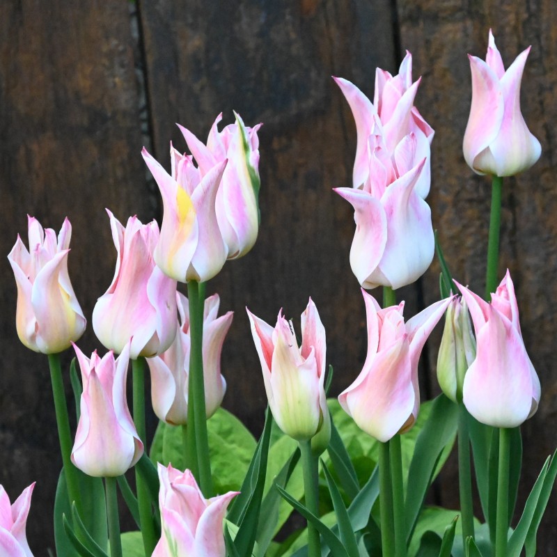 Tulipa 'Ballade Lady'