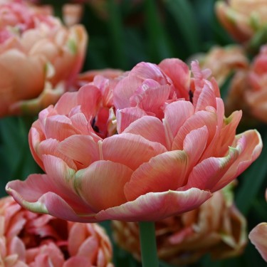 Tulipa 'Copper Image'