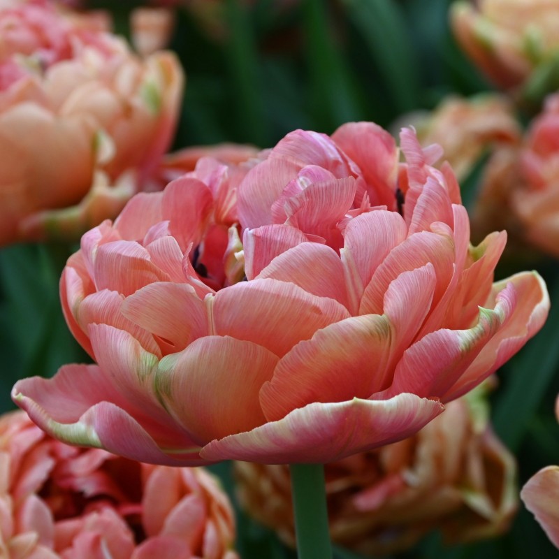 Tulipa 'Copper Image'