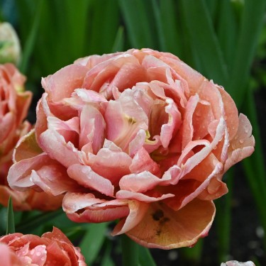 Tulipa 'Copper Image'