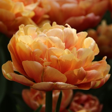 Tulipa 'Copper Image'