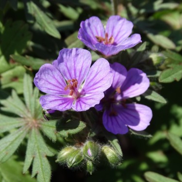 Geranium charlesii var. punctata