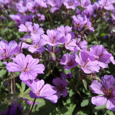 Geranium charlesii var. punctata Geranium charlesii var. punctata