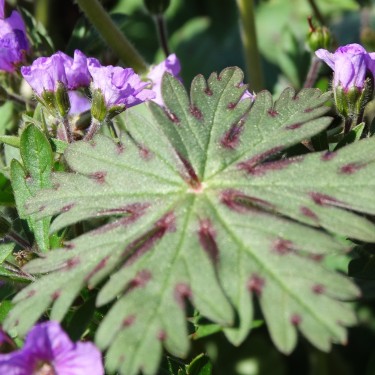 Geranium charlesii var. punctata Geranium charlesii var. punctata