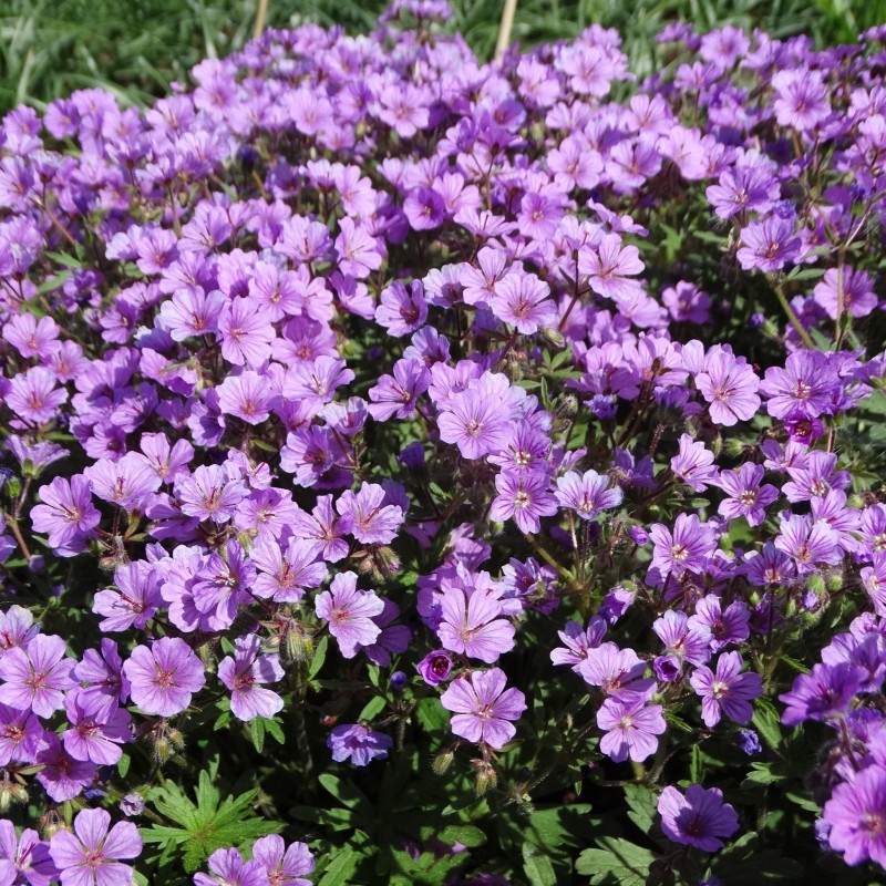 Geranium charlesii var. punctata Geranium charlesii var. punctata