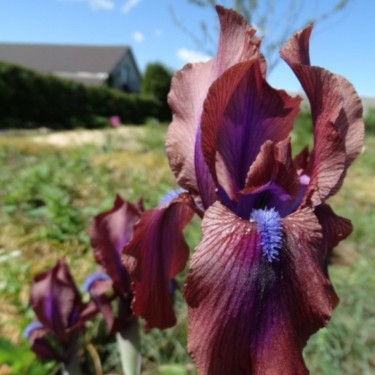 Iris x 'Vera'