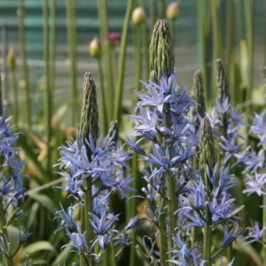 Camassia leichtlinii 'Blue Candle'