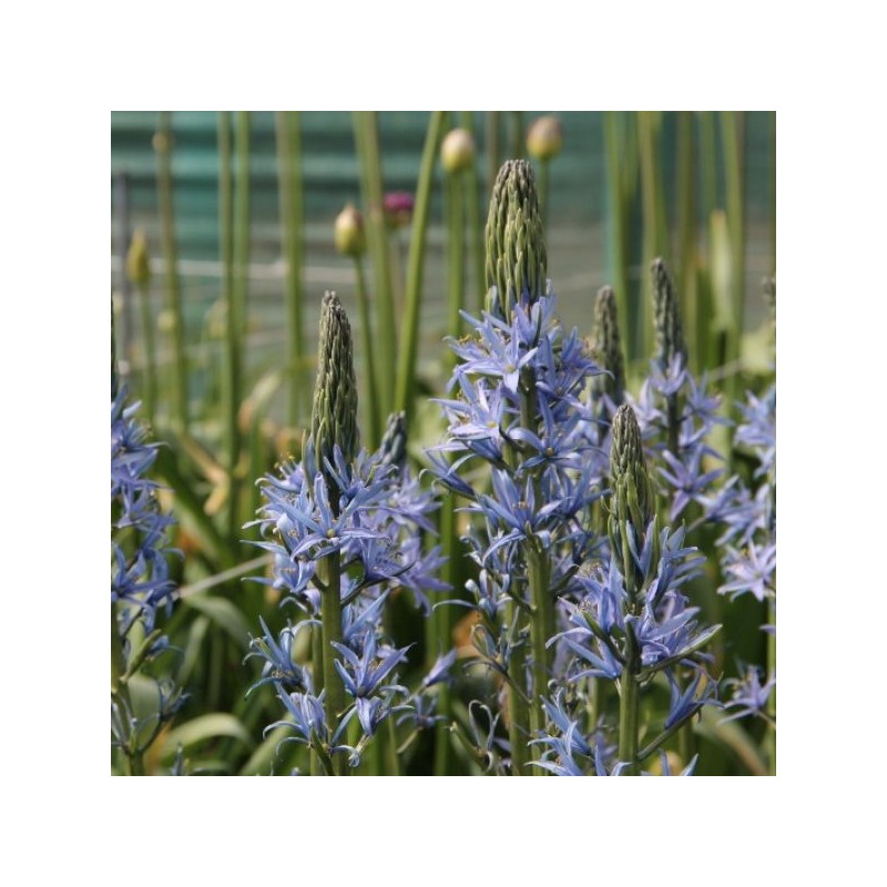 Camassia leichtlinii 'Blue Candle'