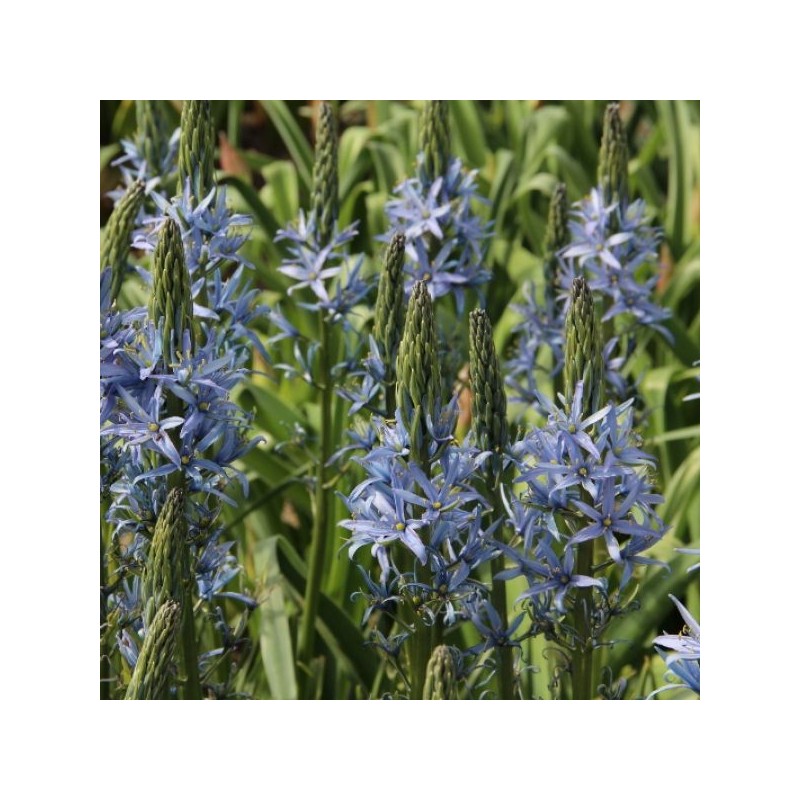 Camassia leichtlinii 'Blue Candle'