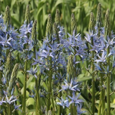 Camassia leichtlinii 'Blue Candle'