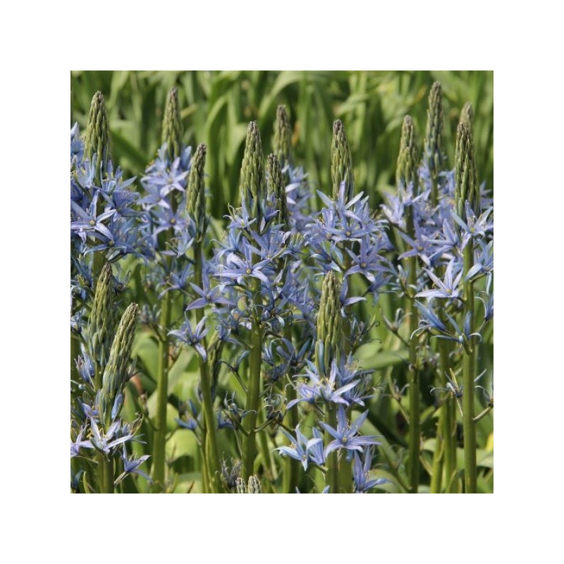 Camassia leichtlinii 'Blue Candle'