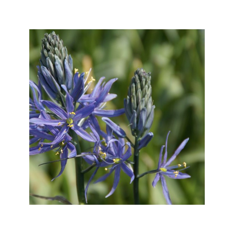 Camassia leichtlinii 'Caerulea'