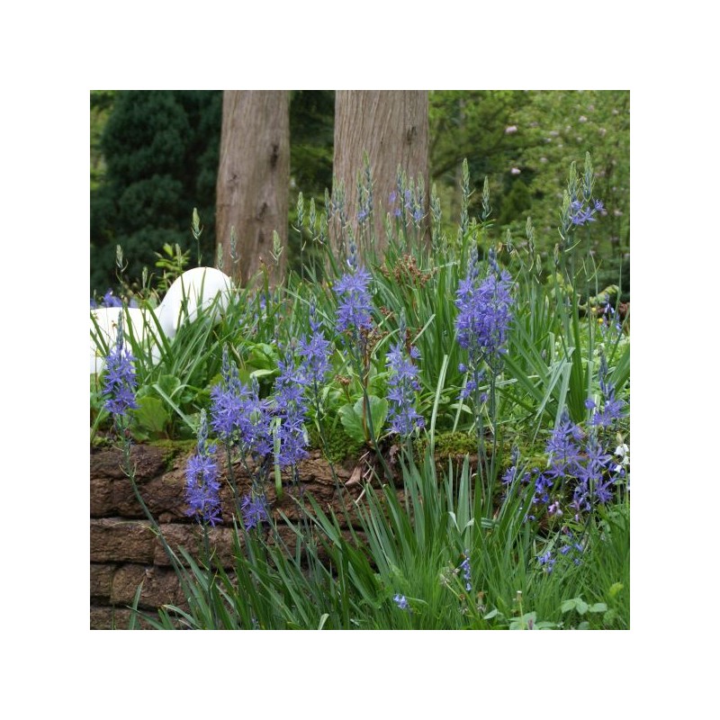 Camassia leichtlinii 'Caerulea'